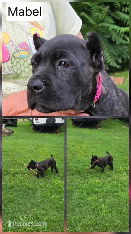 Reba – Cane Corso puppy for sale in Huntsville, AR