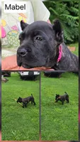 Reba, a female Cane Corso for sale in Huntsville, AR – 1 of 9