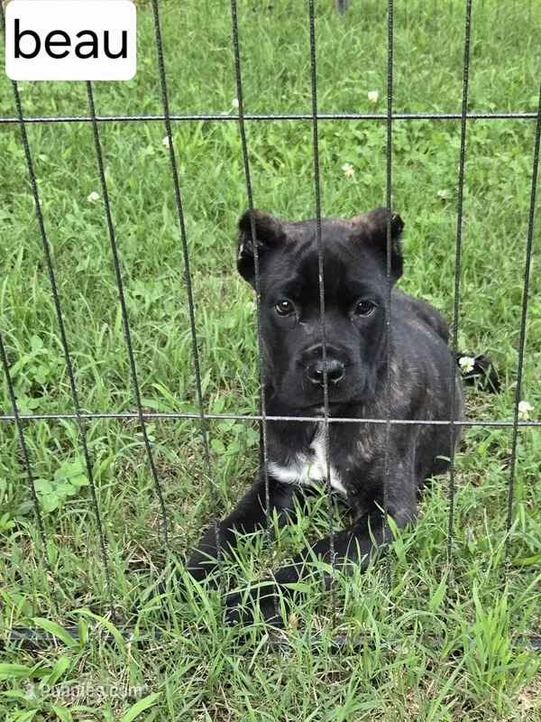 Beau – Cane Corso puppy for sale in Huntsville, AR