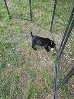 Maybel , a female Cane Corso for sale in Huntsville, AR – 4 of 5