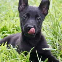 Sierra, a female Belgian Malinois for sale in Mammoth Spring, AR – 1 of 1