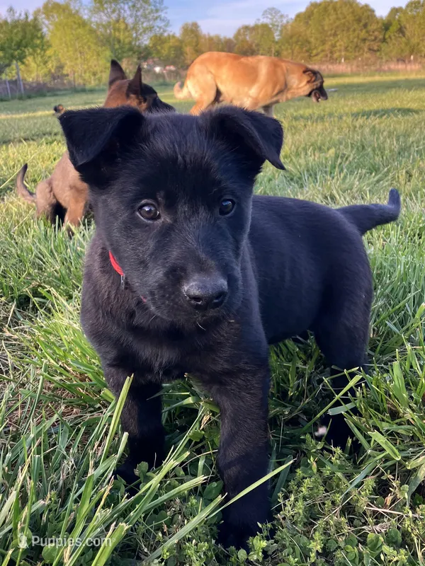 Alpha, a male Belgian Malinois for sale in Mammoth Spring, AR – Photo 1 of 1