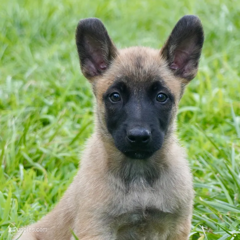 Alpha – Belgian Malinois puppy for sale in Mammoth Spring, AR