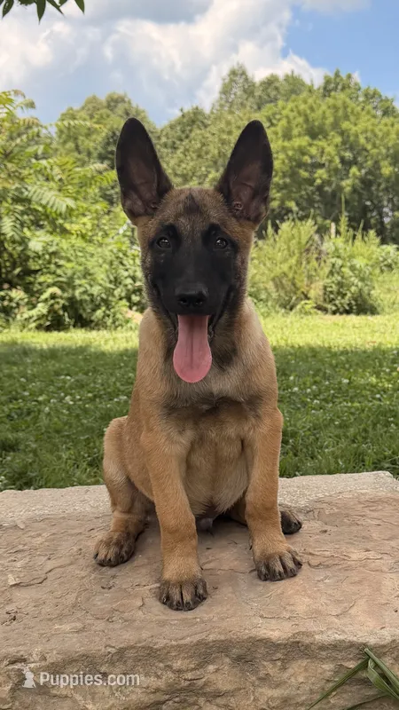 Alpha – Belgian Malinois puppy for sale in Mammoth Spring, AR