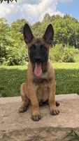 Alpha, a male Belgian Malinois for sale in Mammoth Spring, AR – 1 of 1