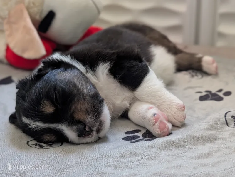 Hype – Australian Shepherd puppy for sale in West Greenwich, RI