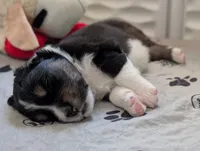 Hype, a male Australian Shepherd for sale in West Greenwich, RI – 1 of 1