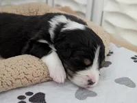 Chase, a male Australian Shepherd for sale in West Greenwich, RI – 1 of 1