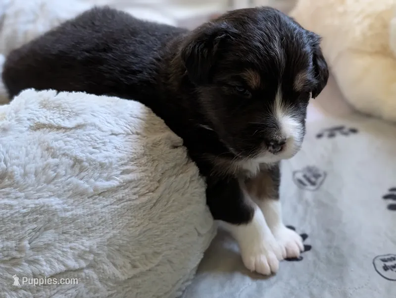 Jumper – Australian Shepherd puppy for sale in West Greenwich, RI