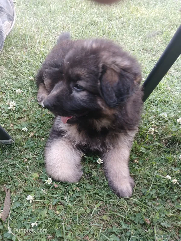 Female#1 – German Shepherd Dog puppy for sale in Waupun, WI