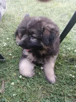 Female#1, a female German Shepherd Dog for sale in Waupun, WI – 1 of 5