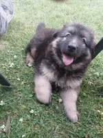 Female#1, a female German Shepherd Dog for sale in Waupun, WI – 3 of 5