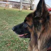 Rheba, a female German Shepherd Dog for sale in Waupun, WI – 2 of 7