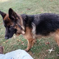 Rheba, a female German Shepherd Dog for sale in Waupun, WI – 4 of 7