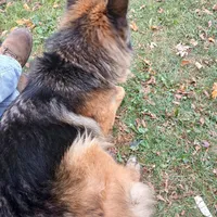 Rheba, a female German Shepherd Dog for sale in Waupun, WI – 7 of 7