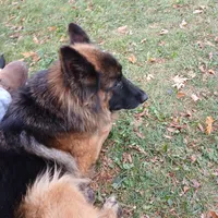 Rheba, a female German Shepherd Dog for sale in Waupun, WI – 5 of 7