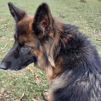 Rheba, a female German Shepherd Dog for sale in Waupun, WI – 1 of 7