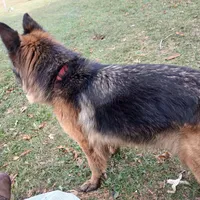 Rheba, a female German Shepherd Dog for sale in Waupun, WI – 3 of 7