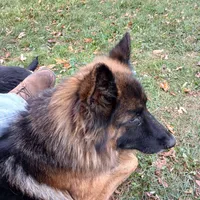 Rheba, a female German Shepherd Dog for sale in Waupun, WI – 6 of 7