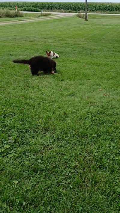 Female#1, a female German Shepherd Dog for sale in Waupun, WI – 5 of 5