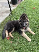 Female#1, a female German Shepherd Dog for sale in Waupun, WI – 4 of 5