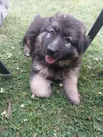 Female#1, a female German Shepherd Dog for sale in Waupun, WI – 2 of 5