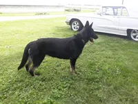 Shadow, a female German Shepherd Dog for sale in Waupun, WI – 1 of 1