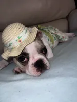 Bunny, a female French Bulldog for sale in Balch Springs, TX – 7 of 7