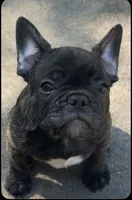 Jimmy Hendrix , a male French Bulldog for sale in Balch Springs, TX – 1 of 1