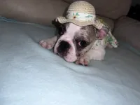 Bunny, a female French Bulldog for sale in Balch Springs, TX – 2 of 7