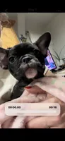 Luna, a female French Bulldog for sale in Balch Springs, TX – 3 of 3