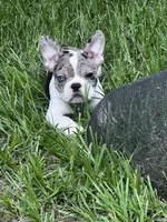 Nova, a female French Bulldog for sale in Balch Springs, TX – 3 of 3
