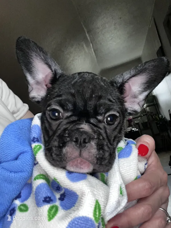 Luna – French Bulldog puppy for sale in Balch Springs, TX