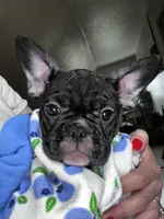 Luna, a female French Bulldog for sale in Balch Springs, TX – 1 of 3
