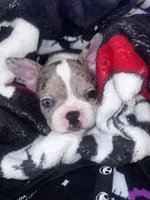 Nova, a female French Bulldog for sale in Balch Springs, TX – 2 of 3