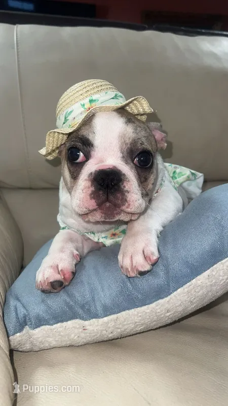 Bunny – French Bulldog puppy for sale in Balch Springs, TX