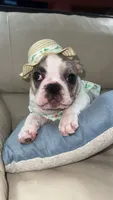 Bunny, a female French Bulldog for sale in Balch Springs, TX – 1 of 7