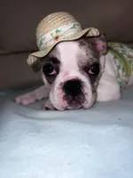 Bunny, a female French Bulldog for sale in Balch Springs, TX – 3 of 7