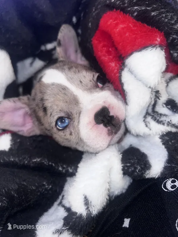 Nova – French Bulldog puppy for sale in Balch Springs, TX