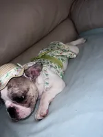 Bunny, a female French Bulldog for sale in Balch Springs, TX – 4 of 7