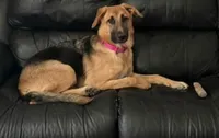 Zelle, a female German Shepherd Dog and Labrador Retriever for sale in Damascus, MD – 1 of 1