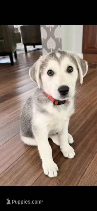 Cub – Siberian Husky, Golden Retriever puppy for sale in Damascus, MD