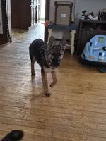 Mason, a male German Shepherd Dog for sale in Glenelg, MD – Photo 1 of 2