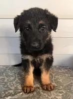 Blue Collar Male , a male German Shepherd Dog for sale in Morrisville, MO – 4 of 5