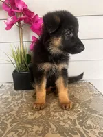 White Collar Female, a female German Shepherd Dog for sale in Morrisville, MO – 5 of 7