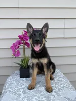 Purple Collar Female , a female German Shepherd Dog for sale in Morrisville, MO – 3 of 7