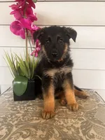 Orange Collar Male, a female German Shepherd Dog for sale in Morrisville, MO – 4 of 5