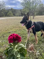 Purple Collar Female, a female German Shepherd Dog for sale in Morrisville, MO – 7 of 8