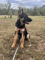 Red Collar Female , a female German Shepherd Dog for sale in Morrisville, MO – 4 of 7