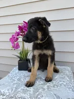 Green Collar Male, a female German Shepherd Dog for sale in Morrisville, MO – 8 of 9